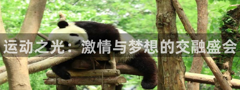 熊猫体育文化有限公司：运动之光：激情与梦想的交融盛会
